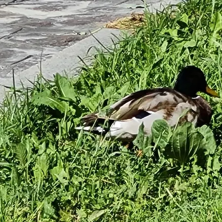 Apartment Ginger House Keszthely