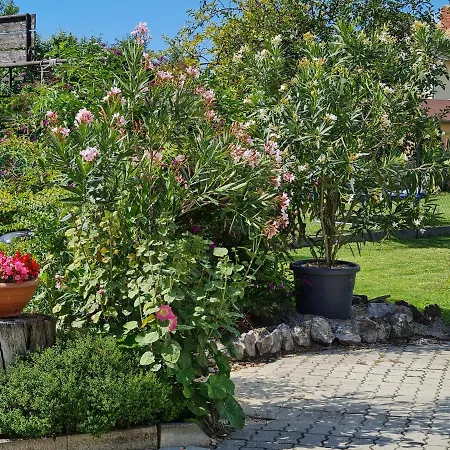 Ginger House Apartment *