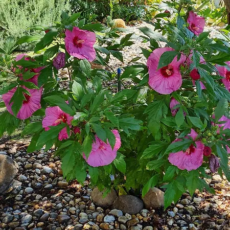 Apartment Ginger House *